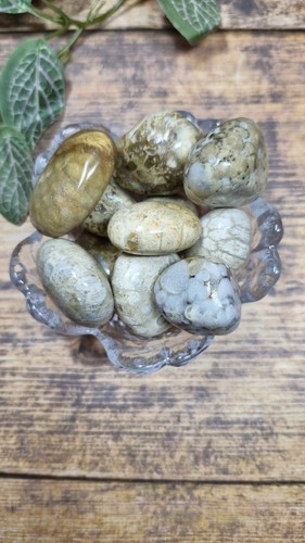 Fossil coral tumble stones - tumble,
