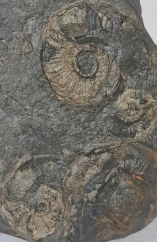 Ammonite cluster trace - trace, in
