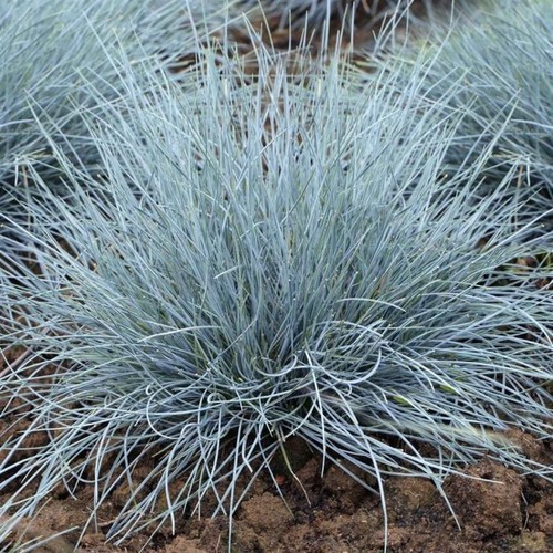 Festuca glauca compact - 1x,