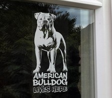 American bulldog lives here - american,
