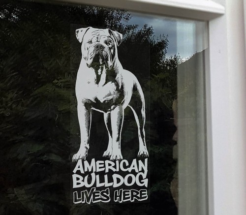 American bulldog lives here - lives,
