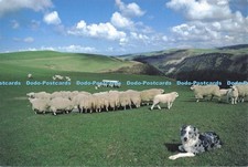 D286160 Welsh Blue Sheepdog Lambing Time Talybont Janet Baxter