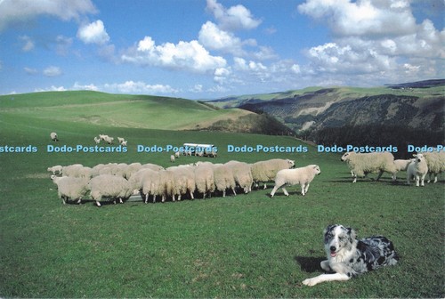 D286160 welsh blue - welsh, sheepdog