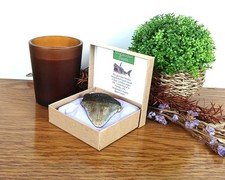 Megalodon Shark Tooth Fossil