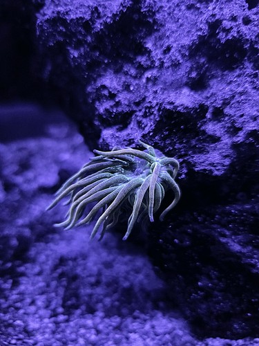 Rbta rainbow bubble tip - rbta,