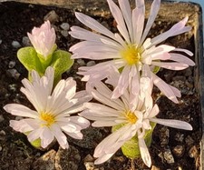 Conophytum devium ssp
