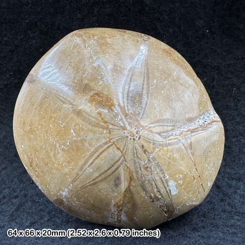 Pygurus urchin echinoid fossil - urchin,