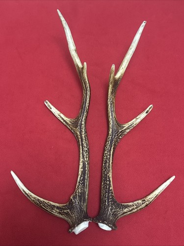 Pair sika deer antlers - pair,