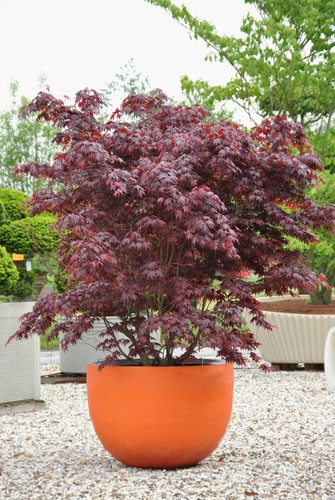 Acer