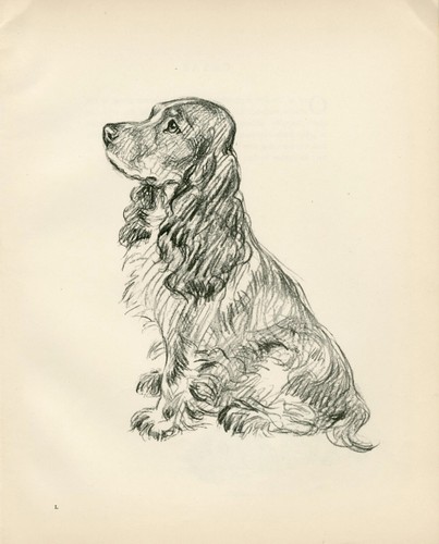 Cocker spaniel vintage 1936 - spaniel,