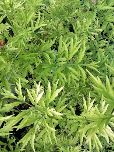 Sale 5lit sambucus golden - sale!,