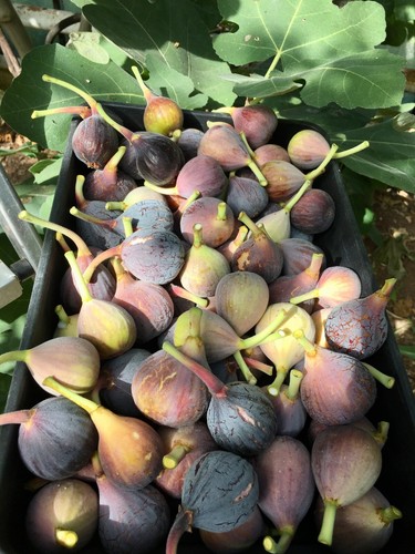 Fig rouge bordeaux 11cm - fig 'rouge,