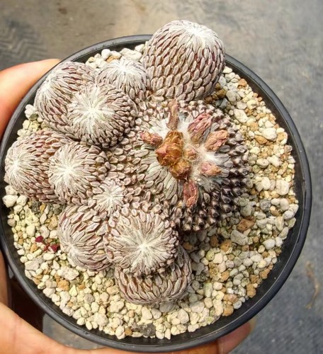 Pelecyphora aselliformis