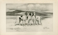 POINTER ENGLISH SETTER DOGS