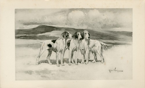 Pointer english setter dogs - setter,