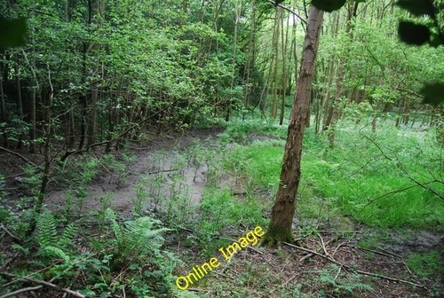 Photo 6x4 mire the - in,