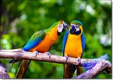 Doodlecards Blank Birthday