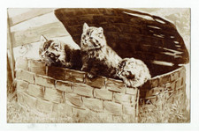 3 kittens in a basket real photo Postcard 1918