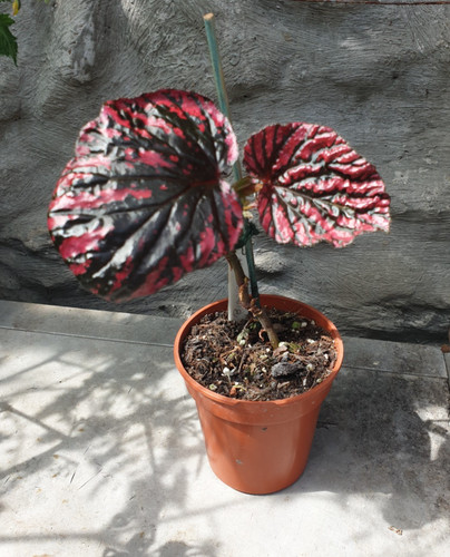 Begonia brevirimosa young - begonia,