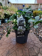 Hellebore Christmas Carol | 3