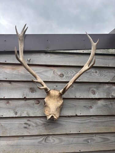 Highland red stag antlers - red,