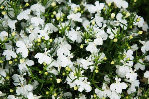Lobelia large - lobelia, white)