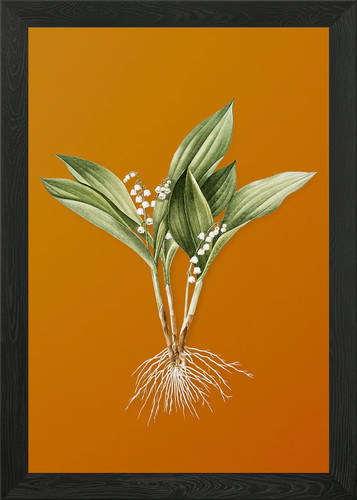 Vintage lily the - of,