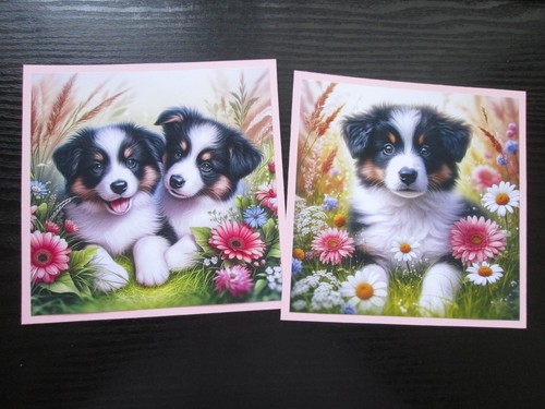 Exclusive x border collie - 2,