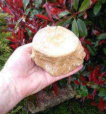 Fossil Plesiosaur vertebrae