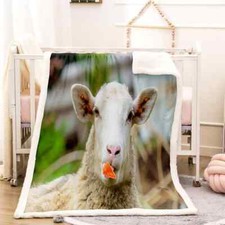 Big White Sheep With A Dirty