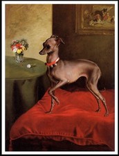 ITALIAN GREYHOUND DOG ON A RED