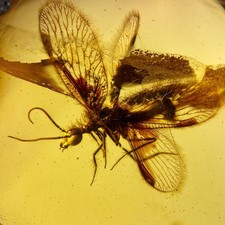 Neuroptera in Burmese /