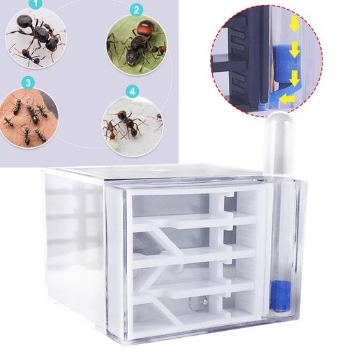 Ant farm house learning - farm,