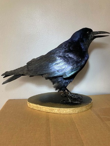 Taxidermy rook crow - .,