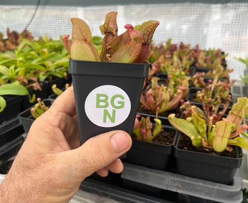 Purple pitcher plant - purple,