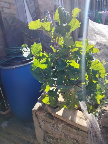Keeper rare purple tree - rare,