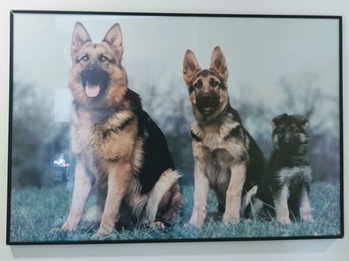 German shepherd adult - german,