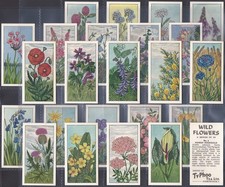 TYPHOO (TEA)-FULL SET- WILD