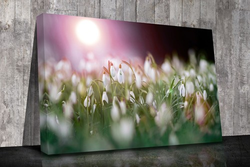 Snowdrops close canvas - snowdrops,