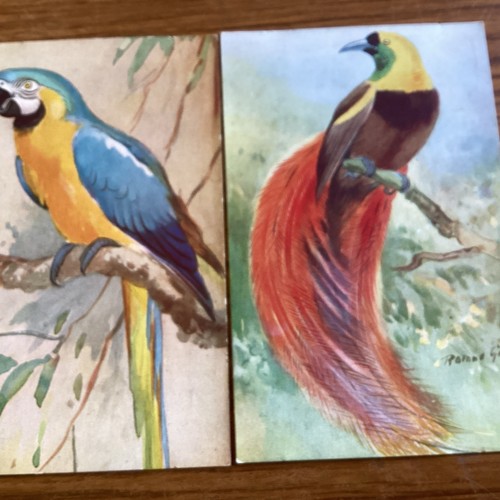 Roland green coloured - roland, bird
