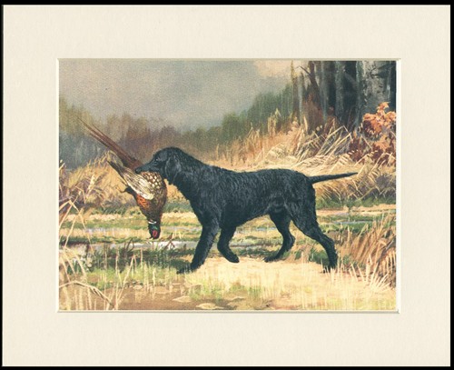 Curly coated retriever dog art - retriever,