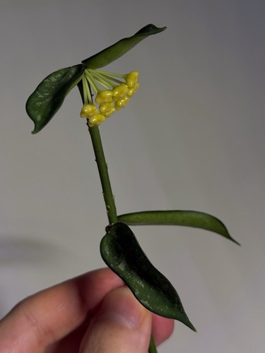 Hoya pandurata splash with - pandurata,