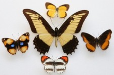 Real Butterfly specimens X5