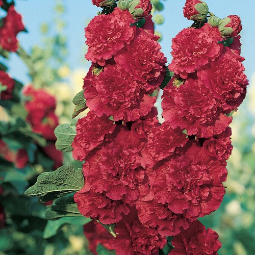 Hollyhock chaters scarlet red - hollyhock,