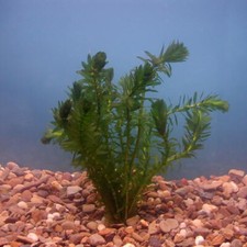 Densa 5 Strands Oxygenating Aquarium Fish Tank Pond Elodea Live Water Plant Weed