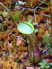 NEPENTHES MURUDENSIS - CARNIVOROUS PLANT, 10 SEEDS