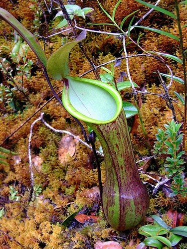 Nepenthes murudensis - nepenthes,