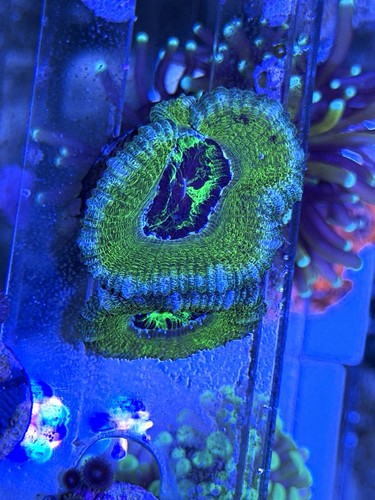 Twisted banana acan frag - banana,