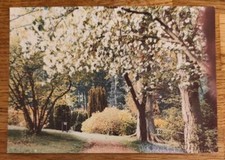 POSTCARD - Bedgebury National Pinetum Kent England *LOT 3*