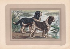 1931 BARBET DOG Print -